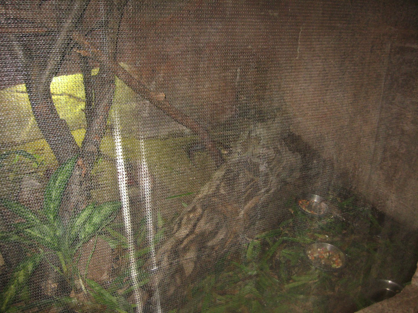 Randers Regnskov - Mixed reptile exhibit