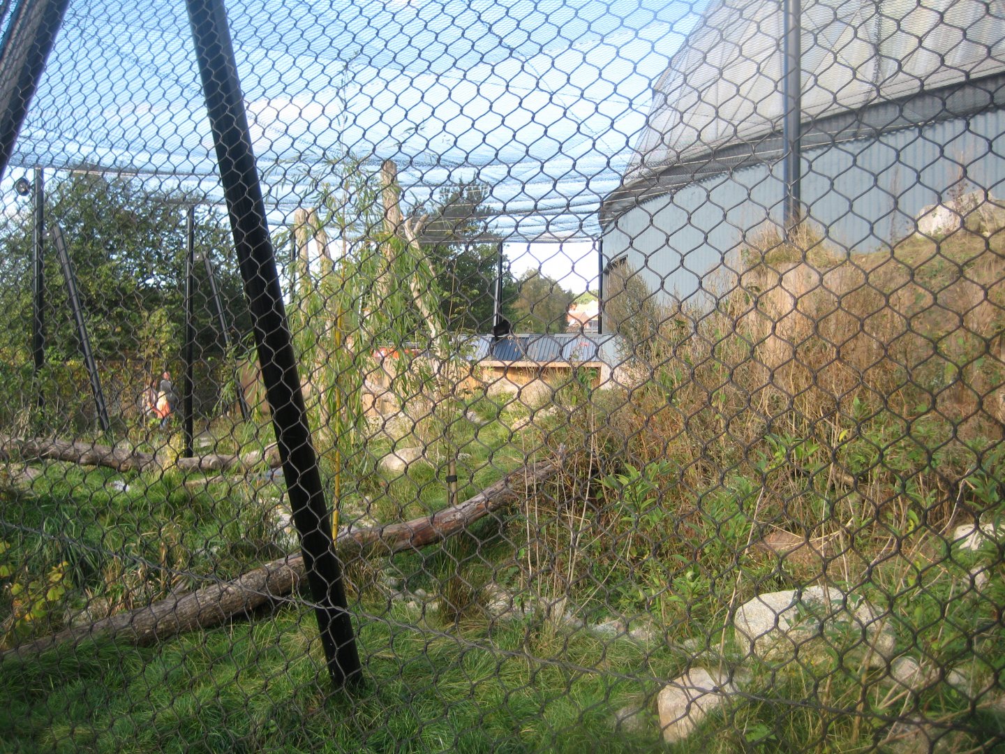 Randers Regnskov - New jaguar exhibit