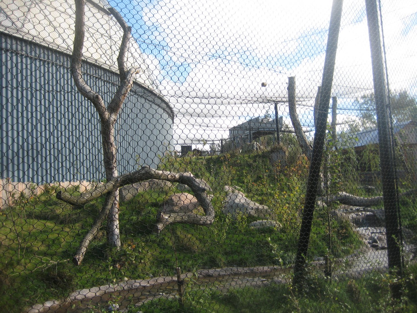 Randers Regnskov - New jaguar exhibit