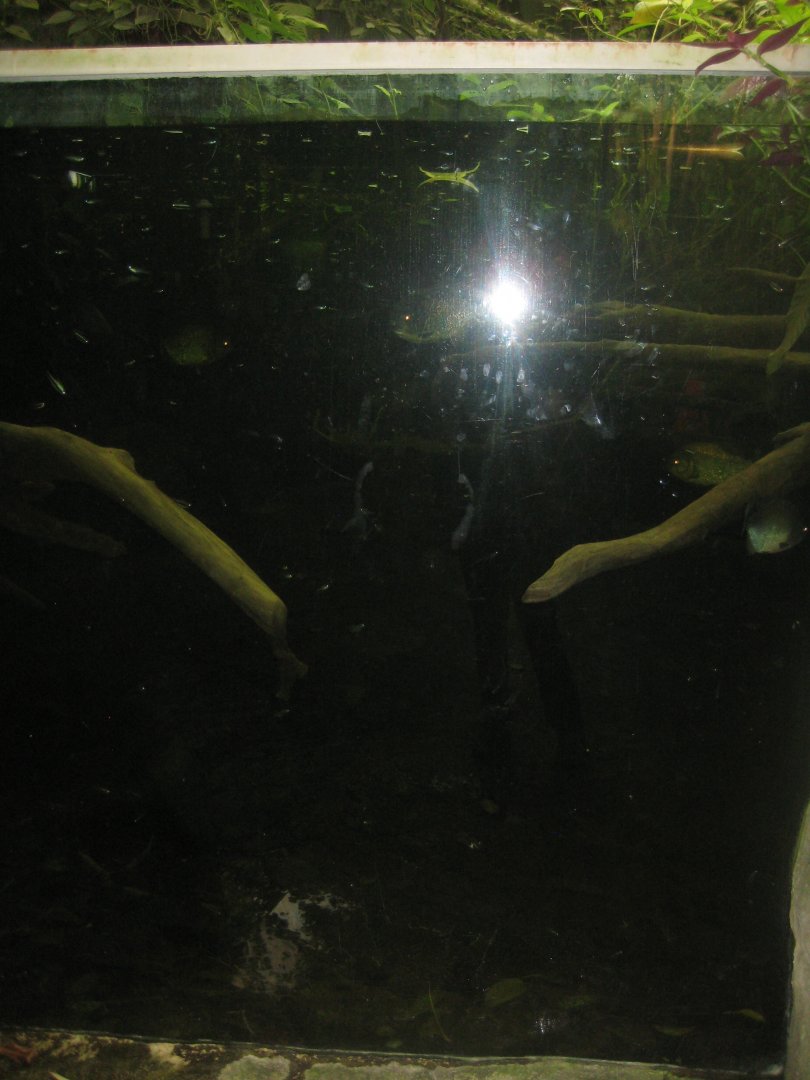 Randers Regnskov - Piranha tank