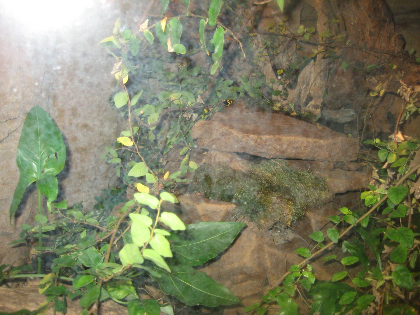 Randers Regnskov - Poison dart frog exhibit