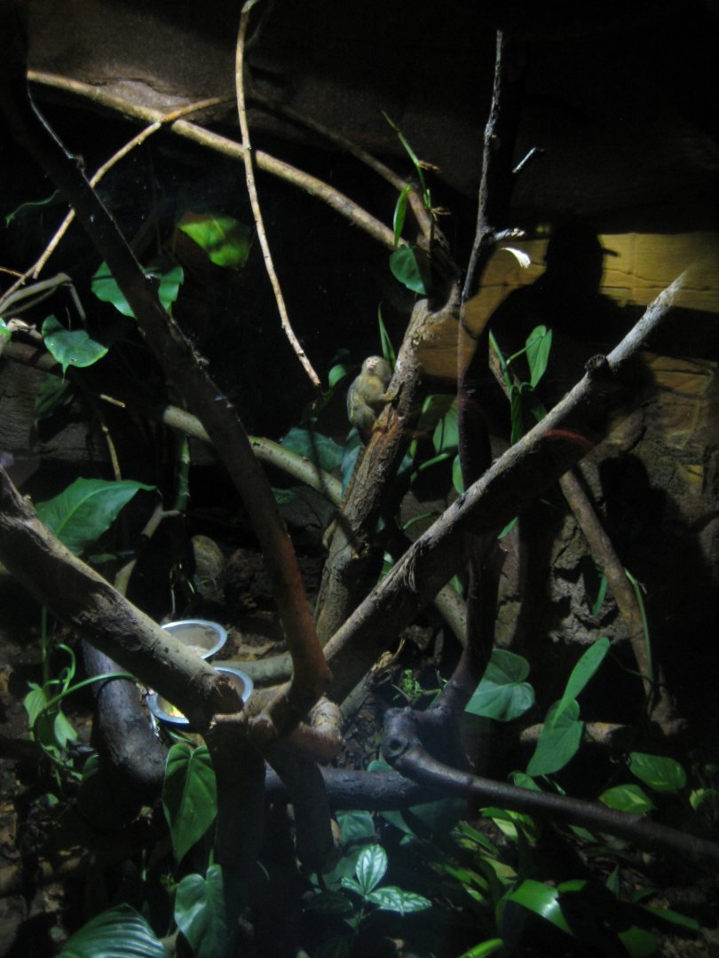 Randers Regnskov - Pygmy marmoset exhibit