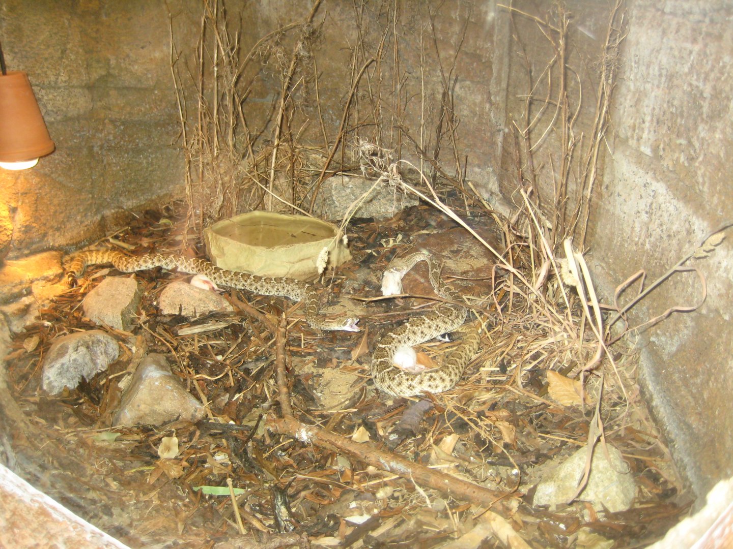 Randers Regnskov - Rattlesnake exhibit