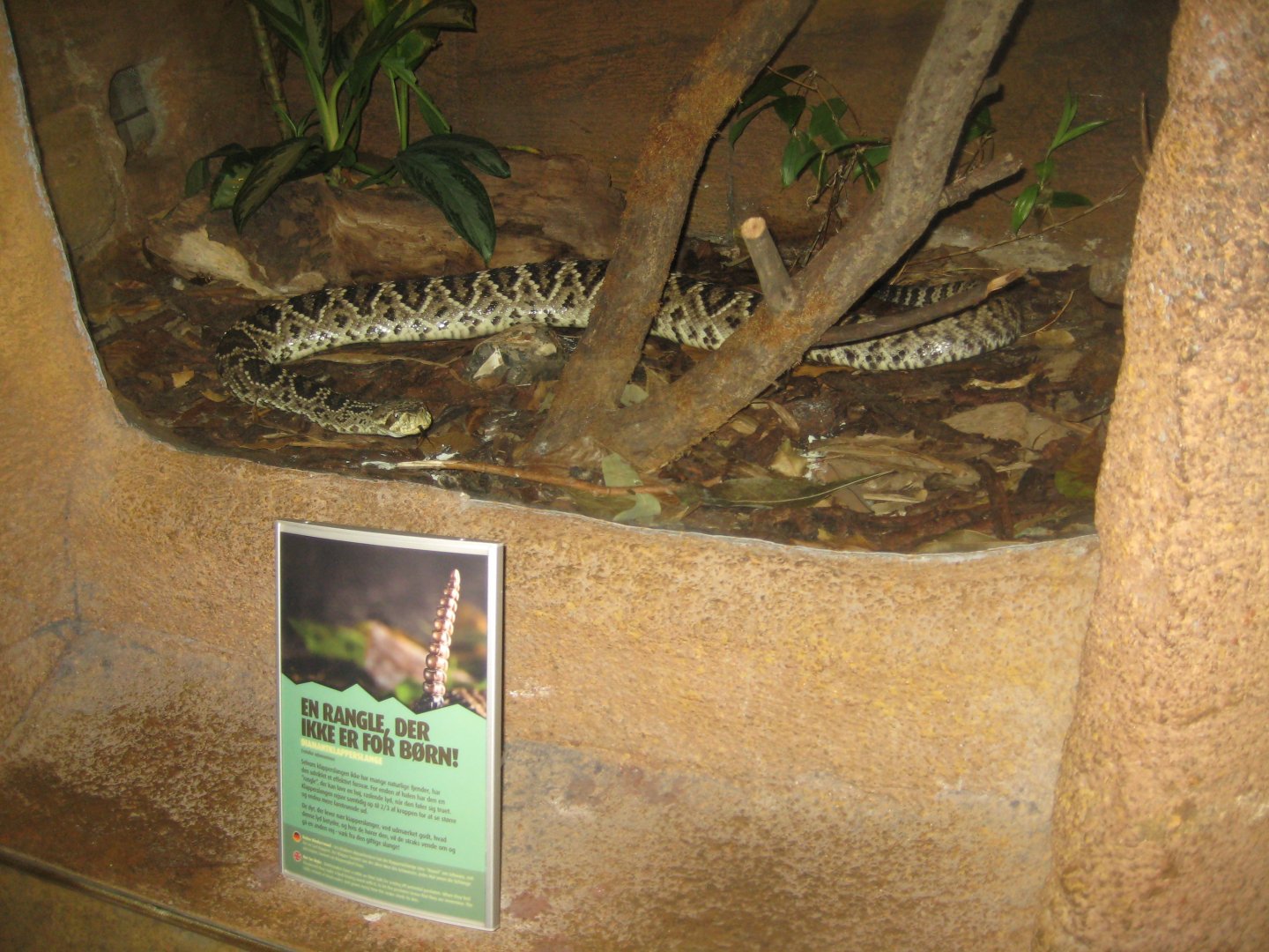 Randers Regnskov - Rattlesnake exhibit
