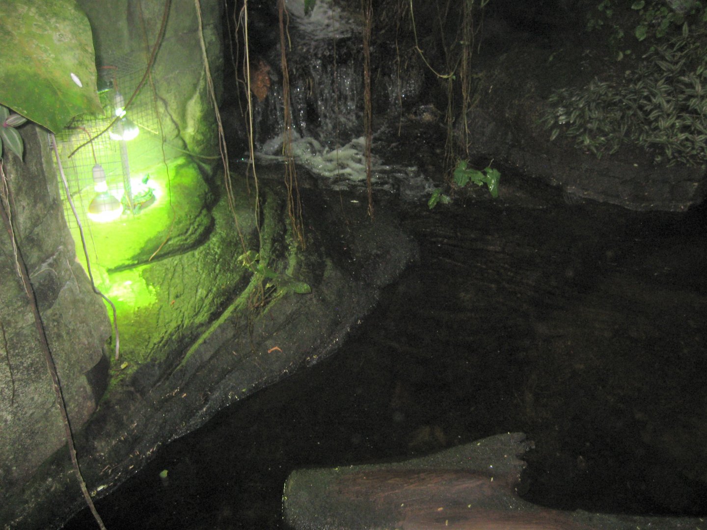 Randers Regnskov - Red-eared slider exhibit