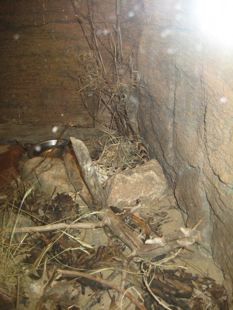 Randers Regnskov - Rhinoceros viper exhibit