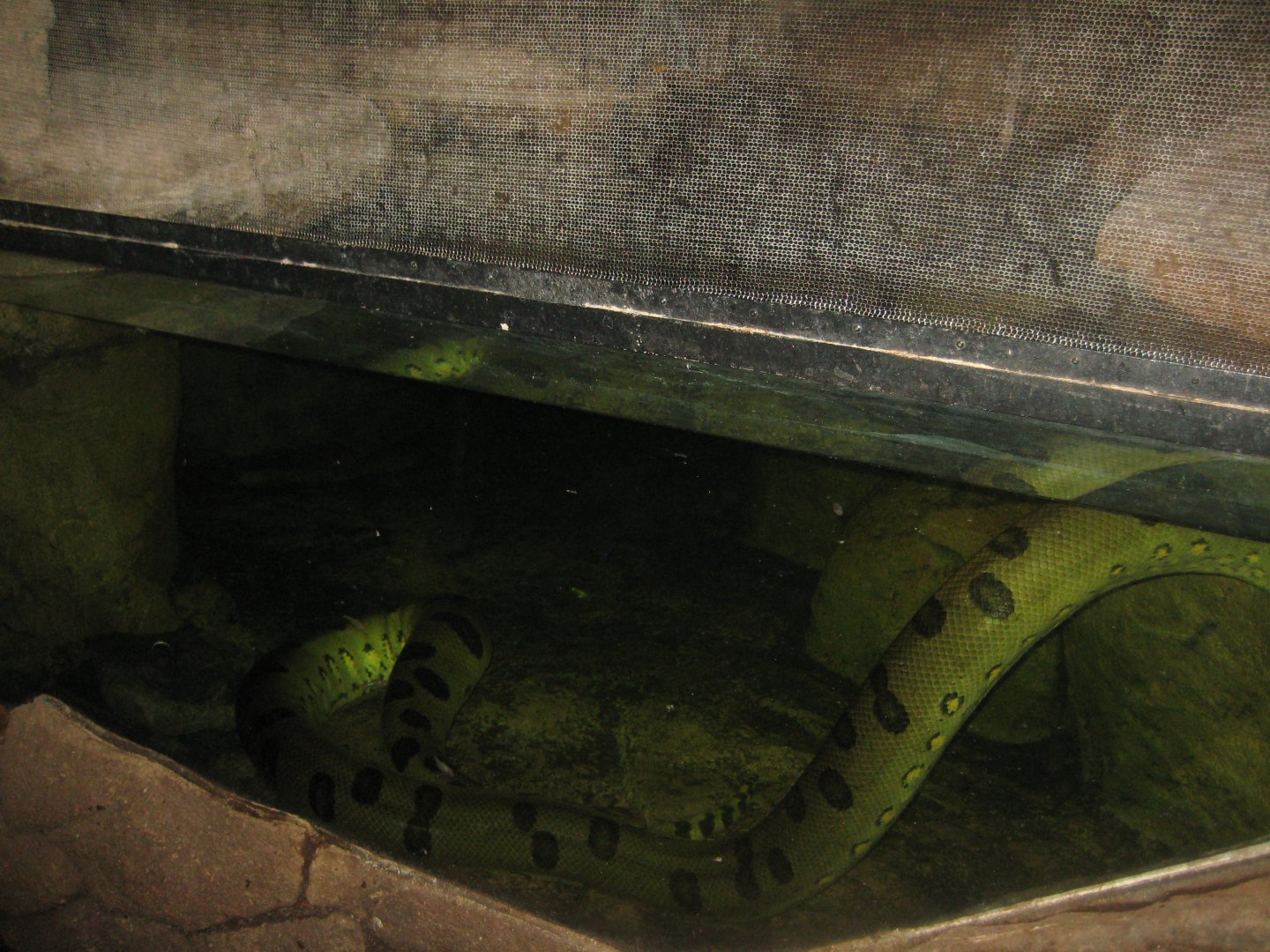 Randers Regnskov - Skull Cave - Anaconda exhibit