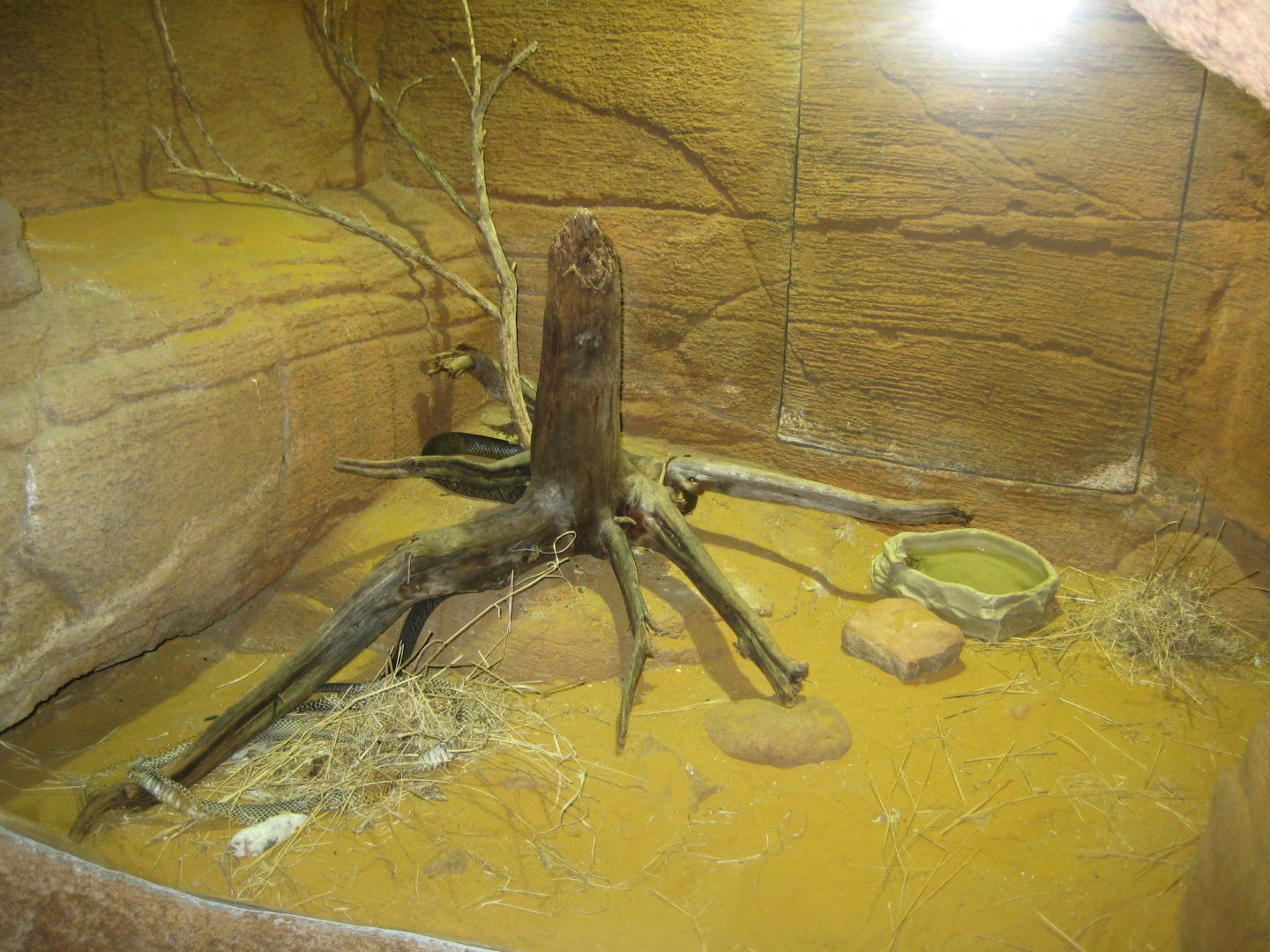 Randers Regnskov - Taipan exhibit