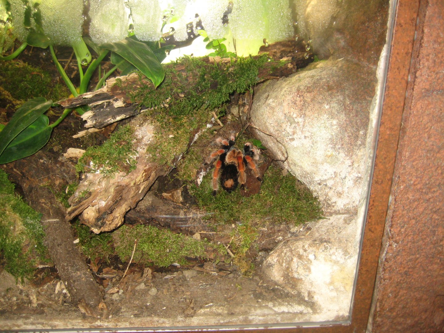 Randers Regnskov - Tarantula exhibit