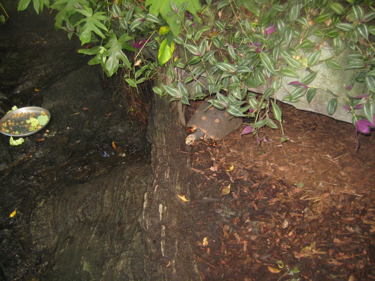 Randers Regnskov - Tortoise exhibit