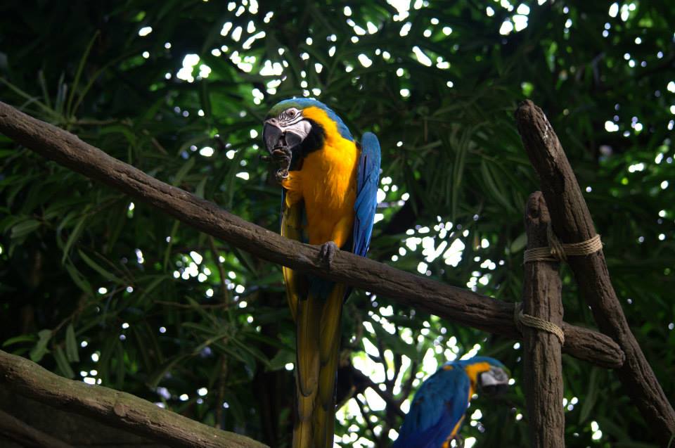 Randers Regnskov Tropical Zoo  - foto: M. Rawski & B. Kierończ
