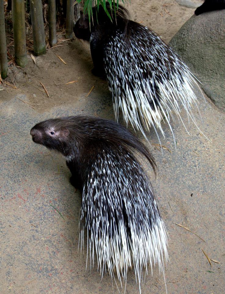 Randers Regnskov Tropical Zoo  - foto: M. Rawski & B. Kierończ