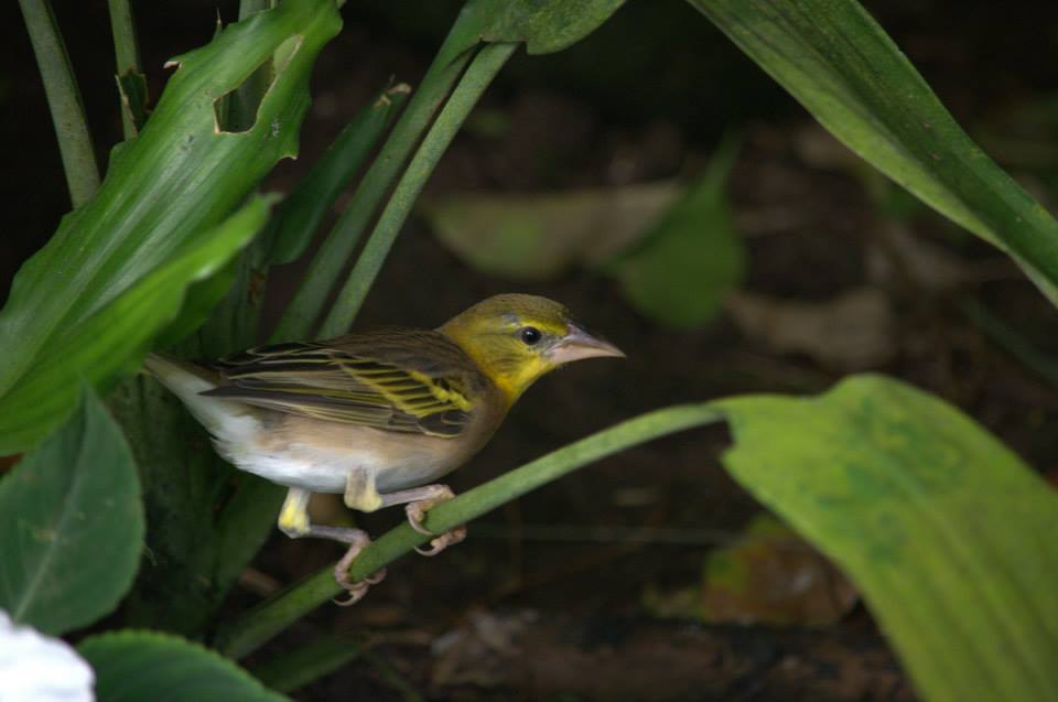 Randers Regnskov Tropical Zoo  - foto: M. Rawski & B. Kierończ