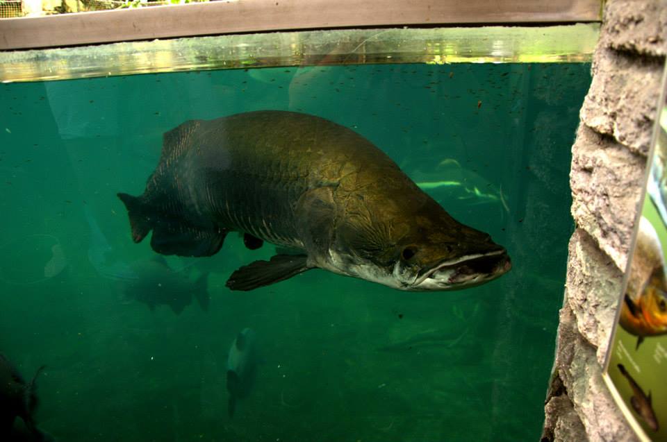 Randers Regnskov Tropical Zoo  - foto: M. Rawski & B. Kierończ