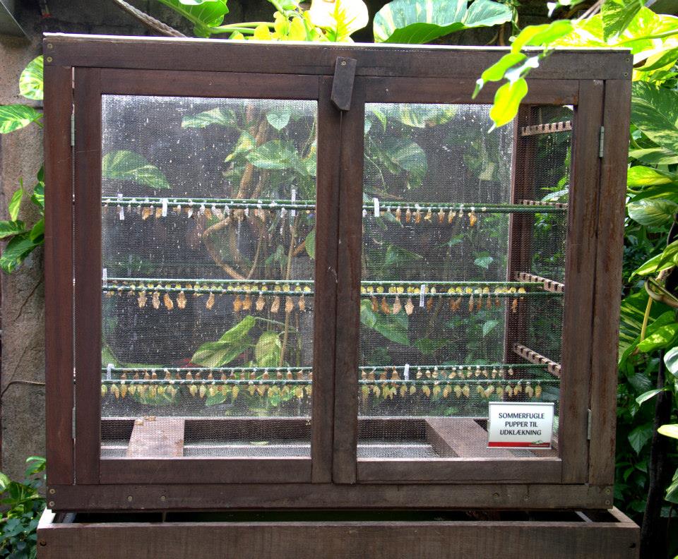 Randers Regnskov Tropical Zoo  - foto: M. Rawski & B. Kierończ