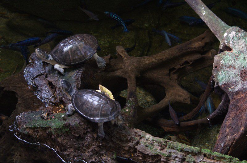 Randers Regnskov Tropical Zoo  - foto: M. Rawski & B. Kierończ