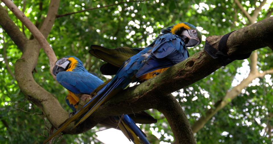 Randers Regnskov Tropical Zoo  - foto: M. Rawski & B. Kierończ