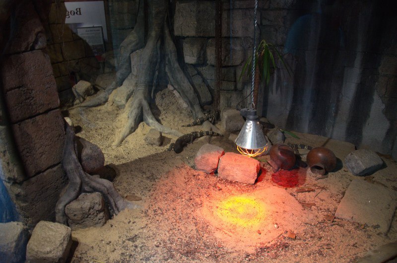 Randers Regnskov Tropical Zoo  - foto: M. Rawski & B. Kierończ