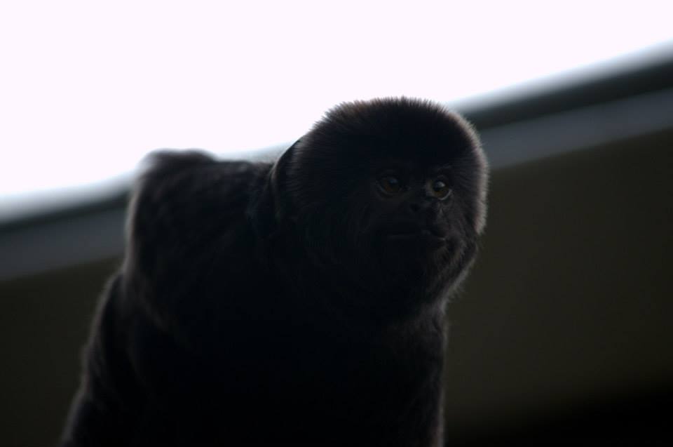Randers Regnskov Tropical Zoo  - foto: M. Rawski & B. Kierończ