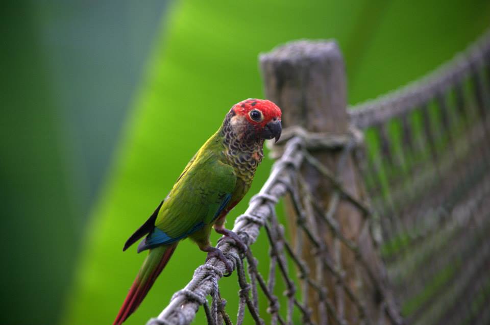 Randers Regnskov Tropical Zoo  - foto: M. Rawski & B. Kierończ