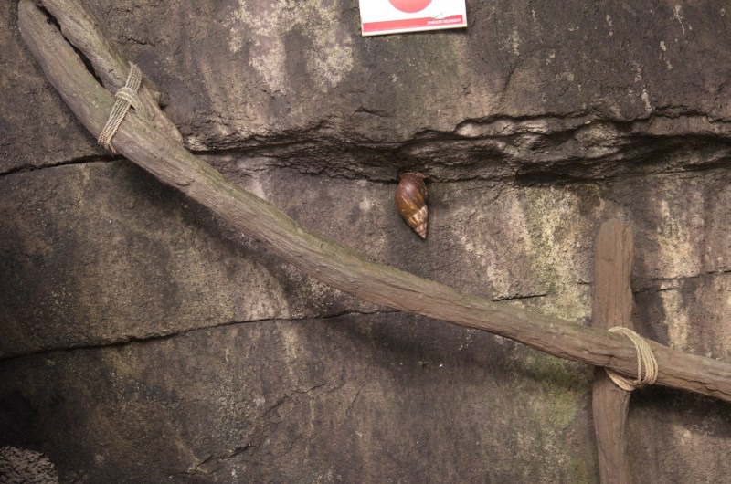 Randers Regnskov Tropical Zoo  - foto: M. Rawski & B. Kierończ