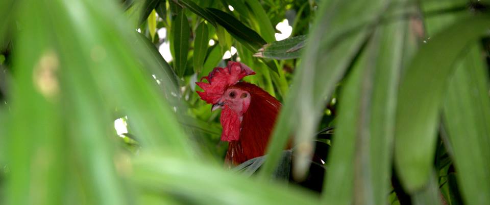 Randers Regnskov Tropical Zoo  - foto: M. Rawski & B. Kierończ