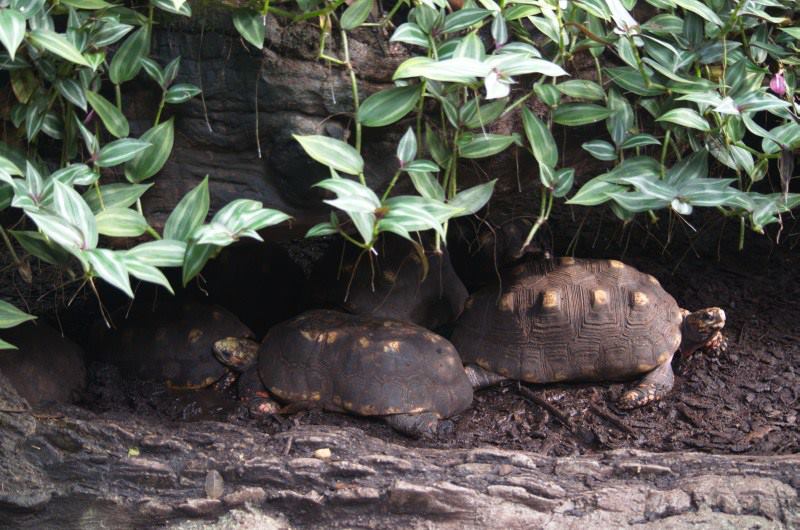 Randers Regnskov Tropical Zoo  - foto: M. Rawski & B. Kierończ