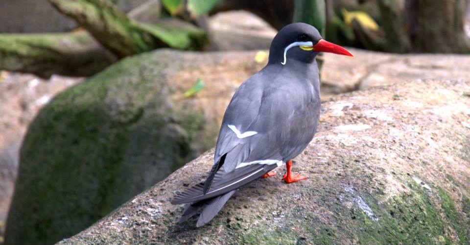 Randers Regnskov Tropical Zoo  - foto: M. Rawski & B. Kierończ