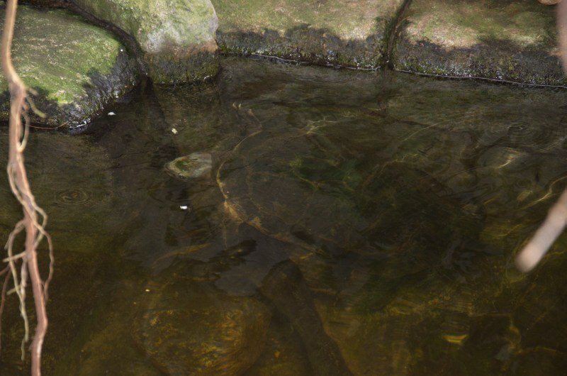 Randers Regnskov Tropical Zoo  - foto: M. Rawski & B. Kierończ