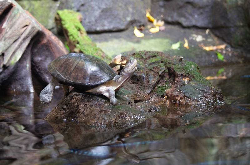 Randers Regnskov Tropical Zoo  - foto: M. Rawski & B. Kierończ
