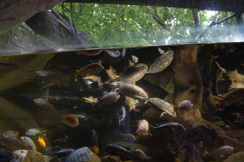 Randers Regnskov Tropical Zoo  - foto: M. Rawski & B. Kierończ