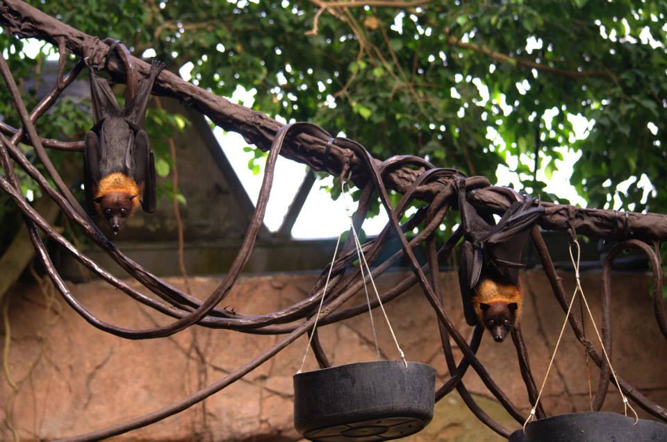 Randers Regnskov Tropical Zoo  - foto: M. Rawski & B. Kierończ