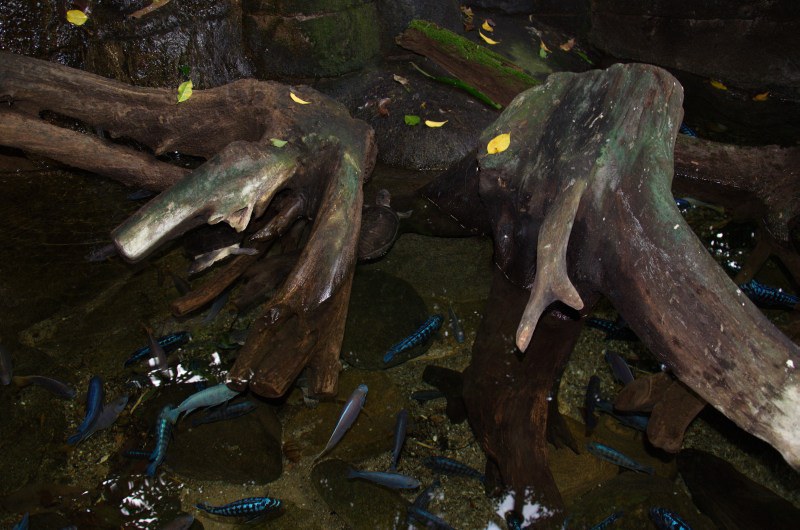 Randers Regnskov Tropical Zoo  - foto: M. Rawski & B. Kierończ