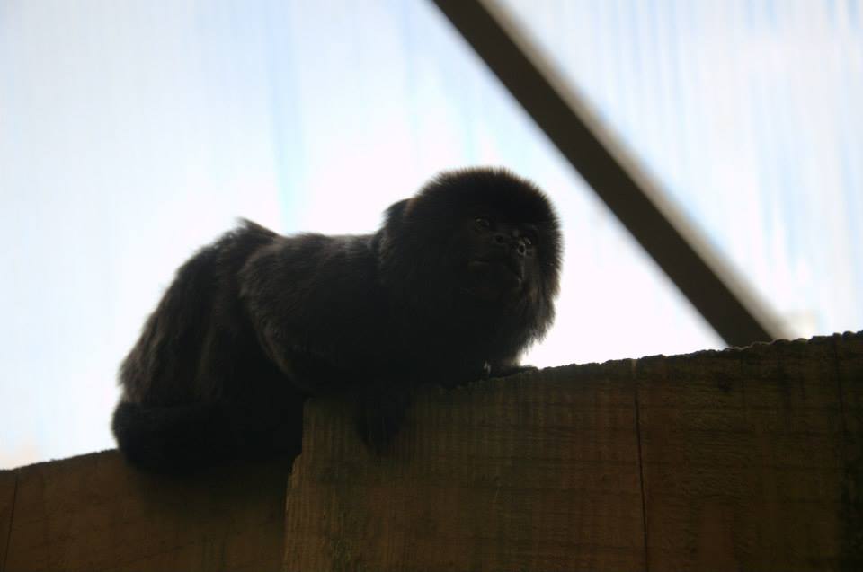 Randers Regnskov Tropical Zoo  - foto: M. Rawski & B. Kierończ
