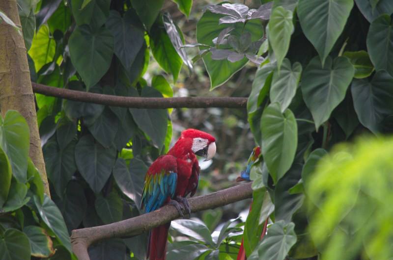 Randers Regnskov Tropical Zoo  - foto: M. Rawski & B. Kierończ