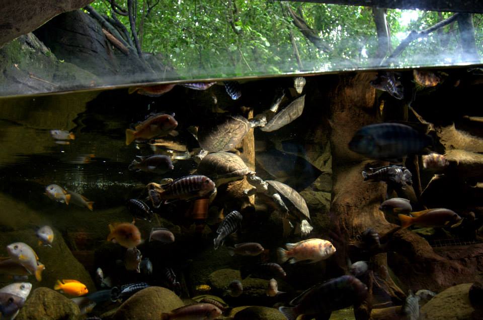 Randers Regnskov Tropical Zoo  - foto: M. Rawski & B. Kierończ
