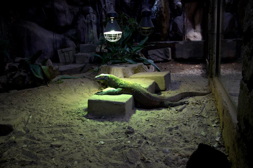 Randers Regnskov Tropical Zoo  - foto: M. Rawski & B. Kierończ