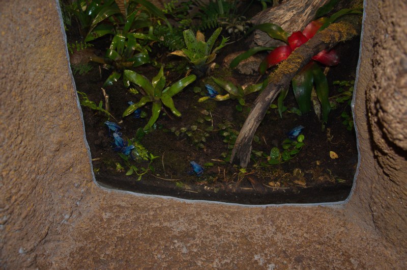 Randers Regnskov Tropical Zoo  - foto: M. Rawski & B. Kierończ