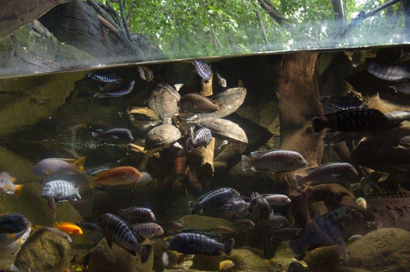 Randers Regnskov Tropical Zoo  - foto: M. Rawski & B. Kierończ