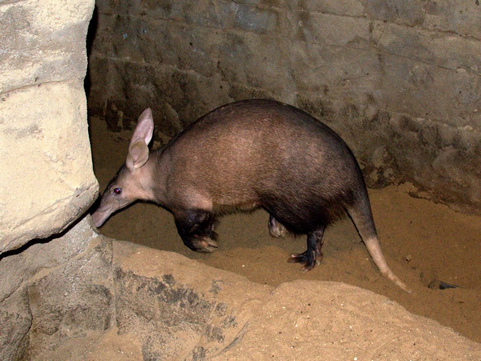 Randers Regnskov Tropical Zoo  - foto: M. Rawski & B. Kierończ