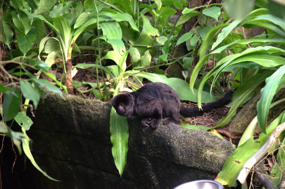 Randers Regnskov Tropical Zoo  - foto: M. Rawski & B. Kierończ