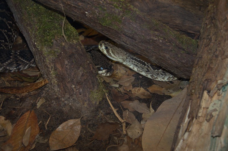 Randers Regnskov Tropical Zoo  - foto: M. Rawski & B. Kierończ