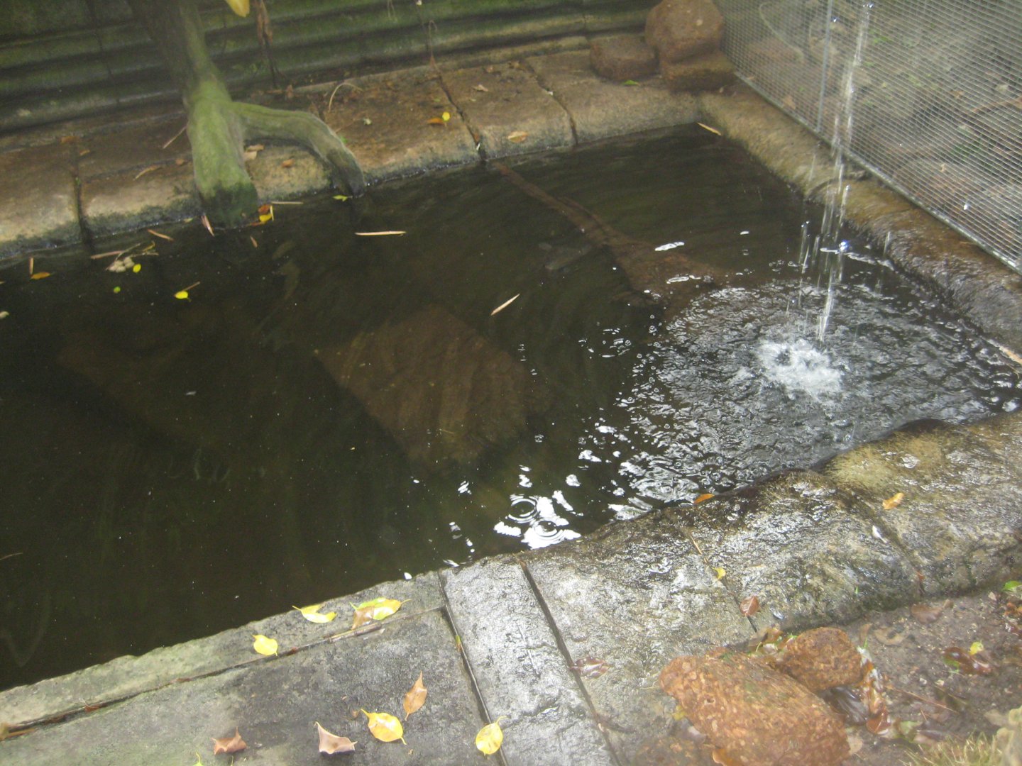 Randers Regnskov - Turtle exhibit