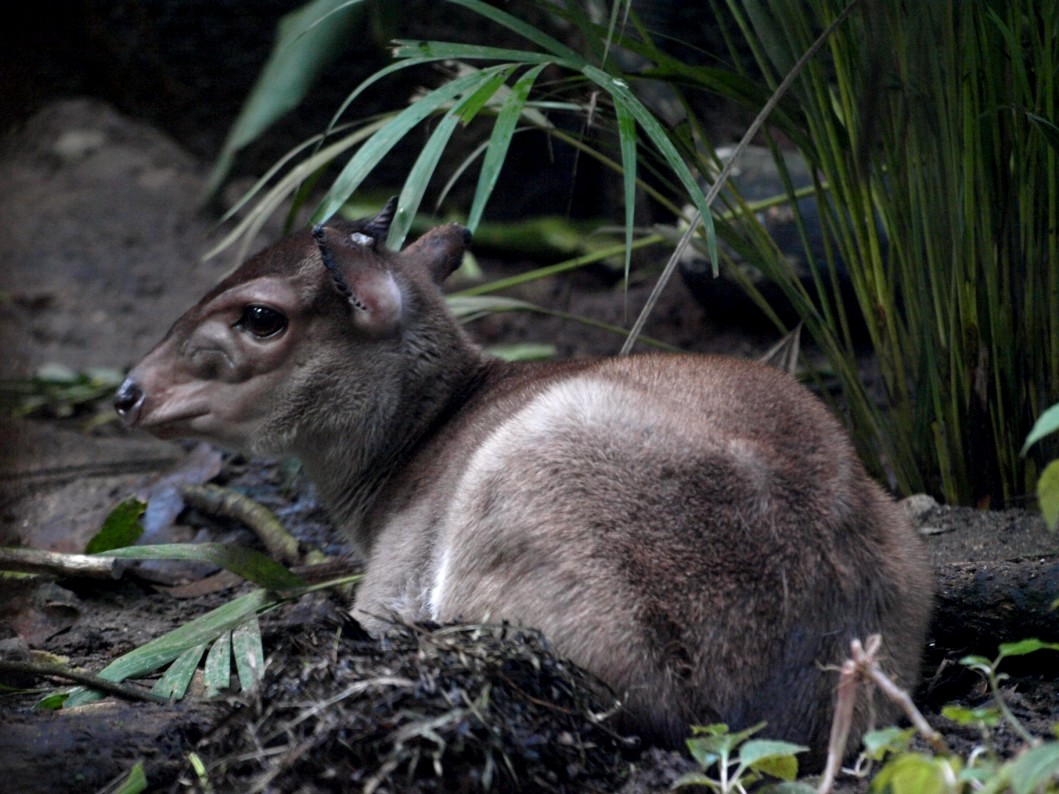 Randers Tropical Zoo - Africa Dome (Blue duiker)