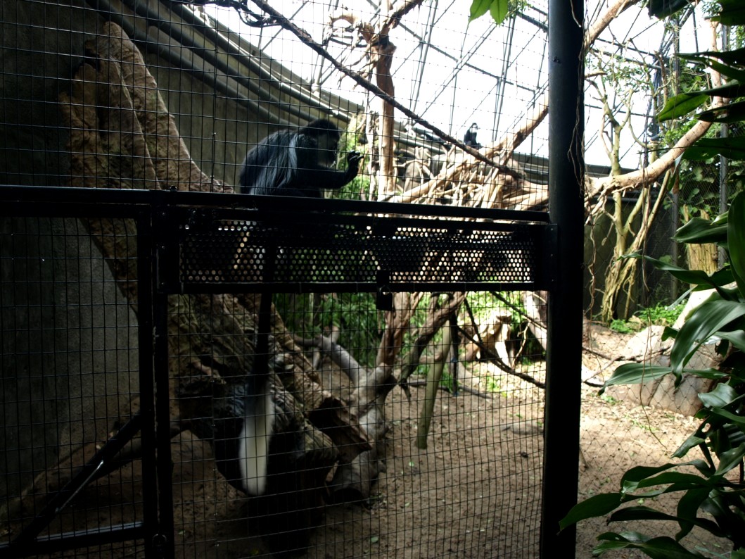 Randers Tropical Zoo - Africa Dome (Colobus exhibit)