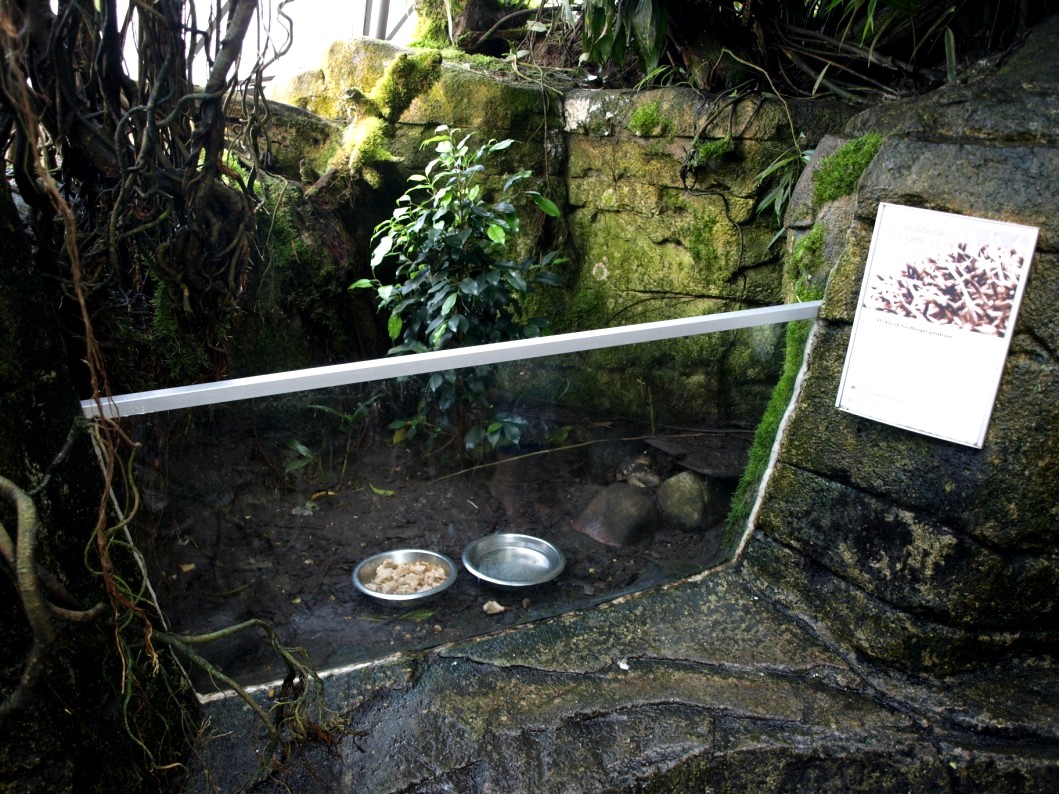 Randers Tropical Zoo - Africa Dome (Hedgehog exhibit)