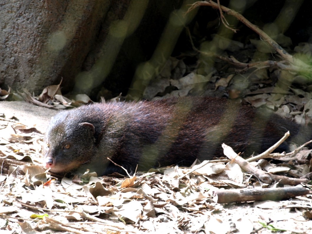 Randers Tropical Zoo - Africa Dome (Marsh mongoose)