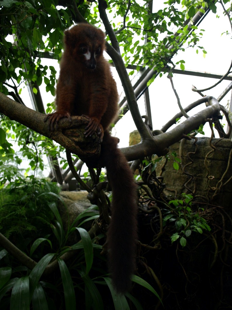 Randers Tropical Zoo - Africa Dome (Red-bellied lemur)