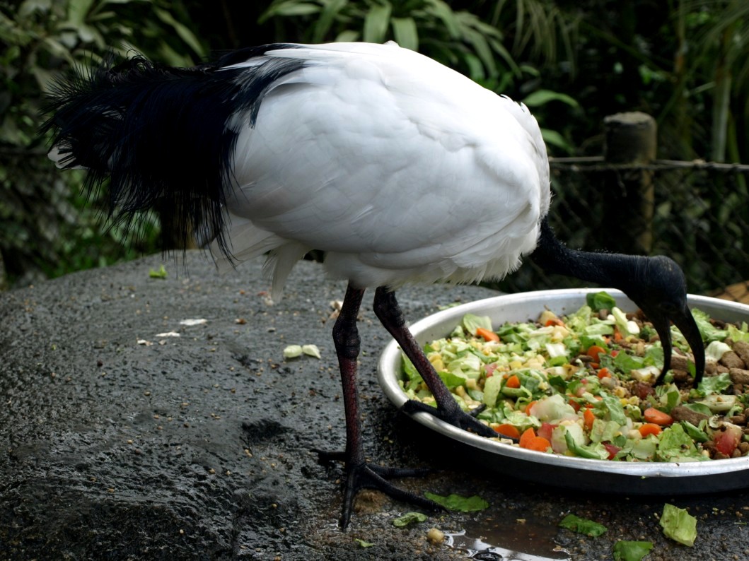 Randers Tropical Zoo - Africa Dome (Sacred ibis)