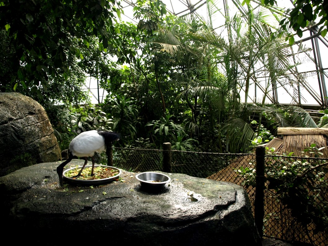 Randers Tropical Zoo - Africa Dome